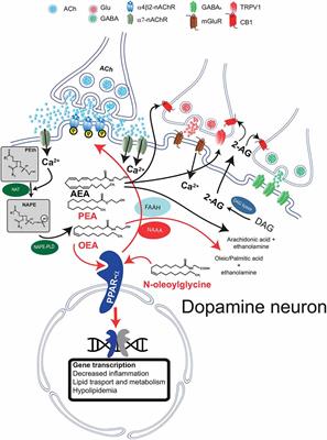Endocannabinoid-Like Lipid Neuromodulators in the Regulation of Dopamine Signaling: Relevance for Drug Addiction